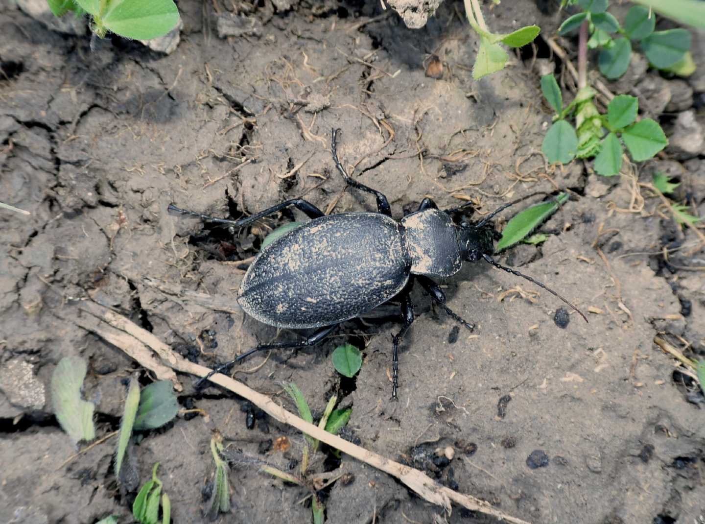 Carabus coriaceus